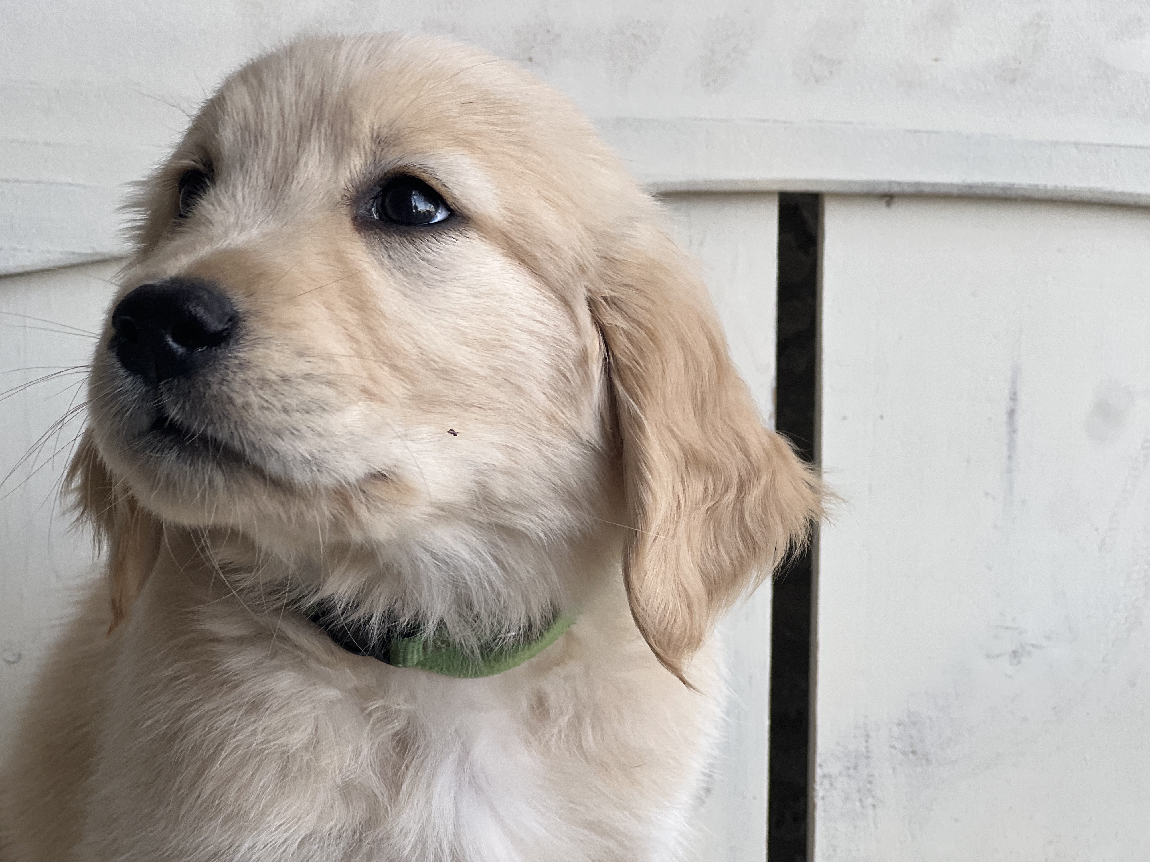 Available Puppies – Arizona Golden Retrievers